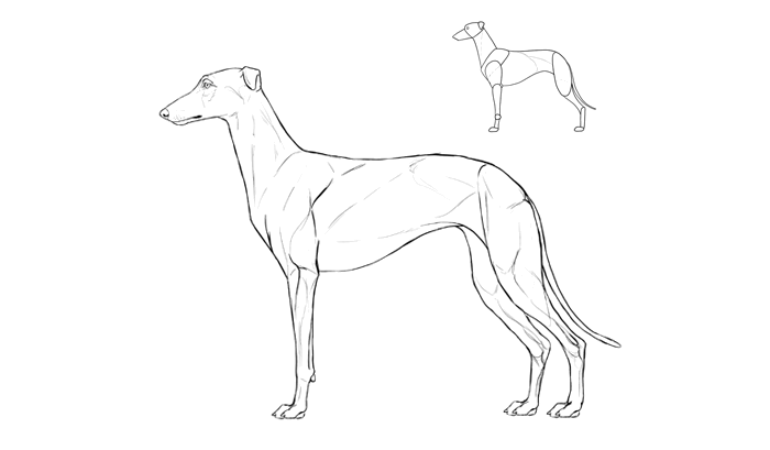 how-to-draw-dogs-breeds-greyhound