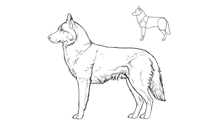 comment-dessiner-des-races-de-chiens-husky