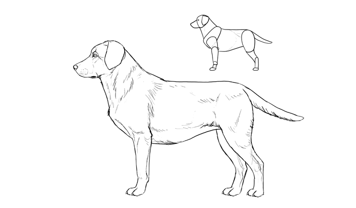 how-to-draw-dogs-breeds-labrador