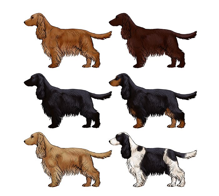 comment-dessiner-des-chiens-cocker-spaniel-couleurs