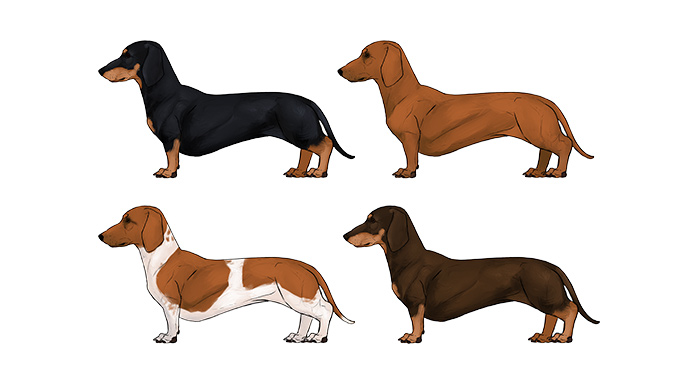 comment-dessiner-des-chiens-teckel-couleurs