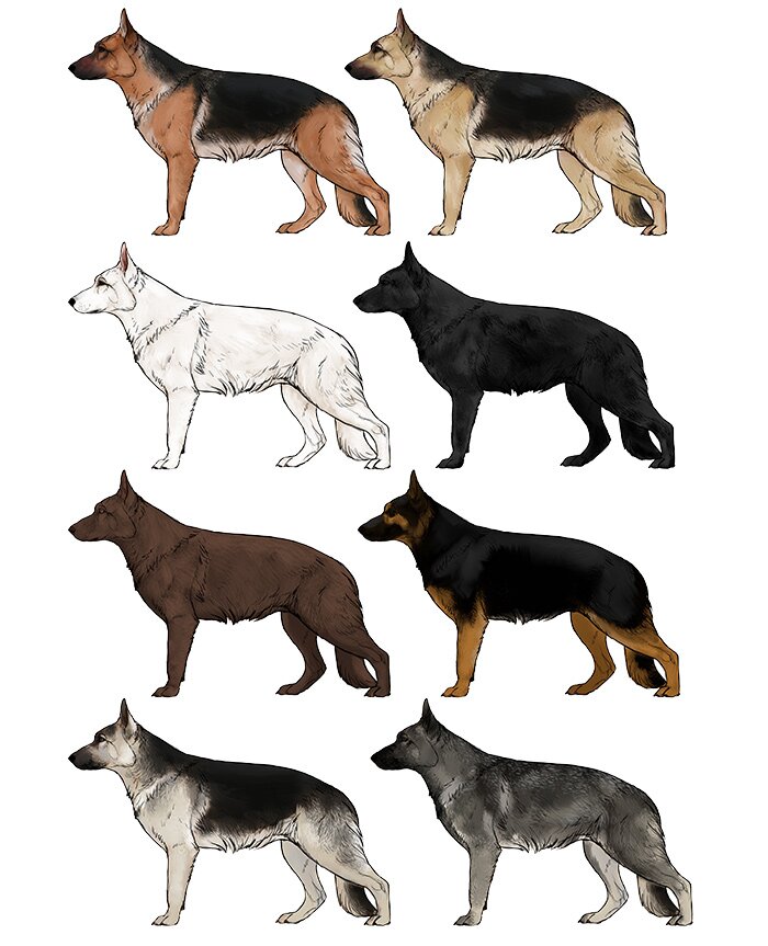 how-to-draw-dogs-german-shepherd-colors