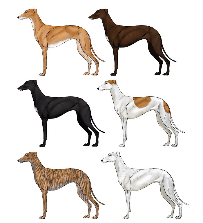 comment-dessiner-des-chiens-couleurs-de-gris