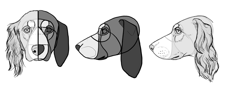 comment-dessiner-des-chiens-head-cocker-spaniel