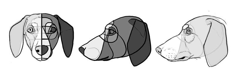 how-to-draw-dogs-head-dachshund