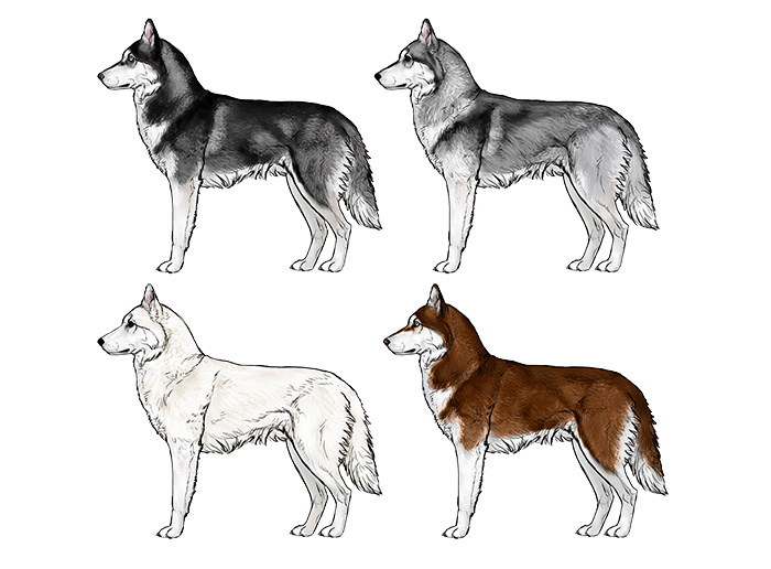 comment-dessiner-des-chiens-husky-couleurs