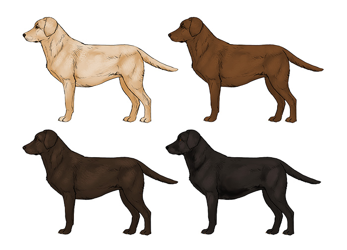 comment-dessiner-des-chiens-labrador-couleurs