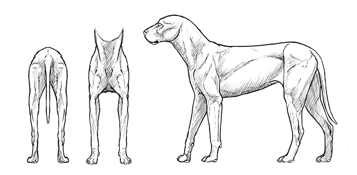 Как нарисовать собаку сзади