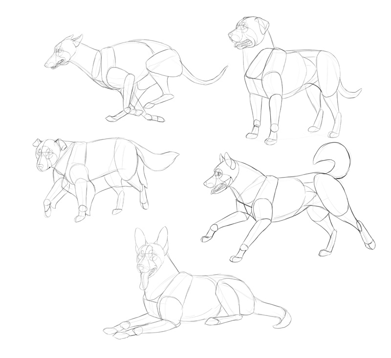 Dog Poses Drawing