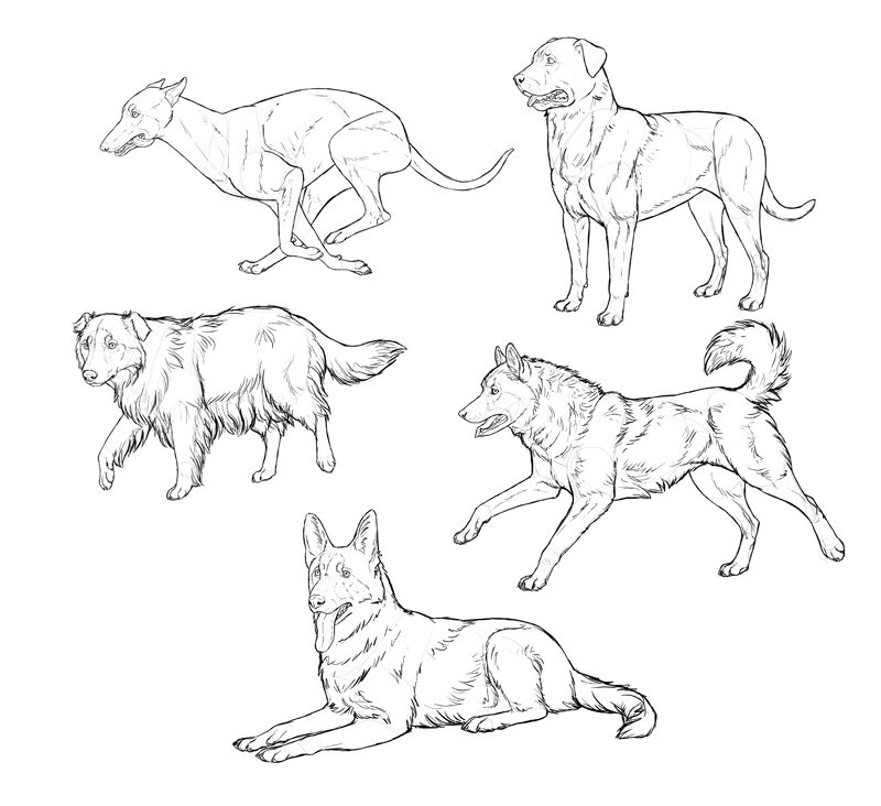 Sketchbook Original How To Draw Dogs Monika Zagrobelna