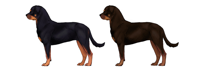 comment-dessiner-des-chiens-rottweiler-couleurs