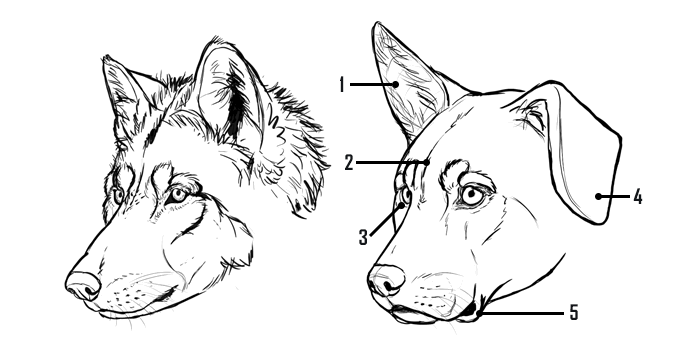 comment-dessiner-des-chiens-loup-chien-comparaison