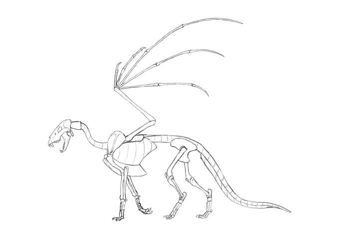 I am drawing dragons for the first time ever! HOW does the anatomy of a  dragon body look like?? I really dont know. Please help, this all looks so  wrong and I