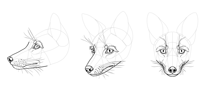 how to draw a realistic fox step by step