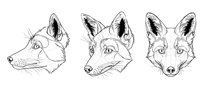 How To Draw A Fox Head