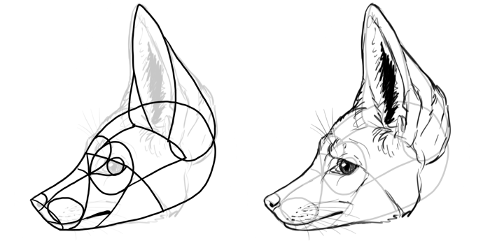 how to draw a realistic fox step by step