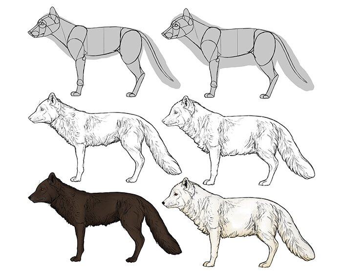 how to draw a realistic fox step by step