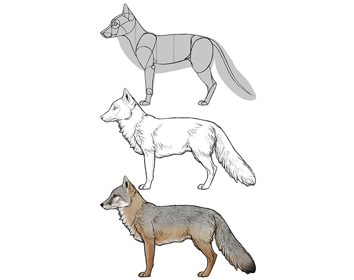 Winter Solstice” Fox Drawing – Silverline Fine Art