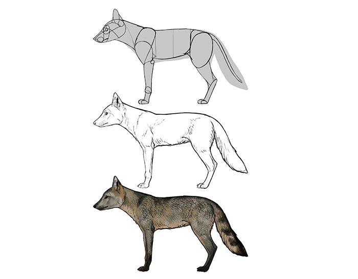 How to draw a fox. Смотреть фото How to draw a fox. Смотреть картинку How to draw a fox. Картинка про How to draw a fox. Фото How to draw a fox