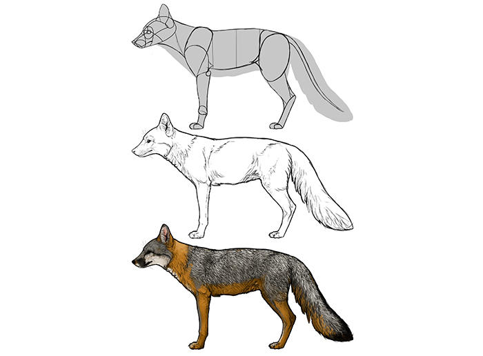 How to draw a fox. Смотреть фото How to draw a fox. Смотреть картинку How to draw a fox. Картинка про How to draw a fox. Фото How to draw a fox