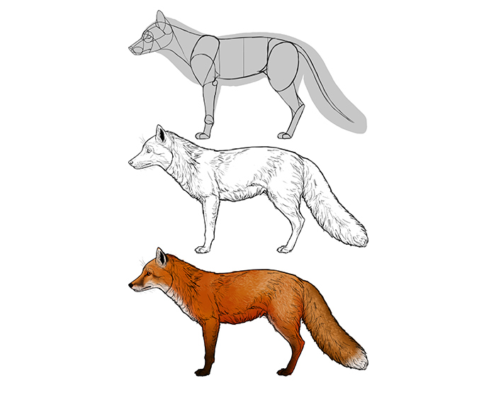 fox anatomy for artists