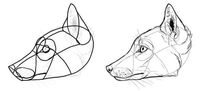 how-to-draw-foxes-species-corsac-fox