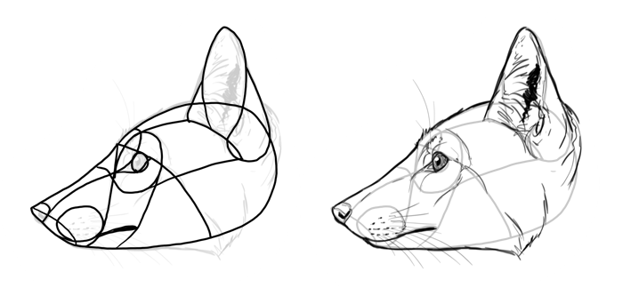 How to draw a fox. Смотреть фото How to draw a fox. Смотреть картинку How to draw a fox. Картинка про How to draw a fox. Фото How to draw a fox