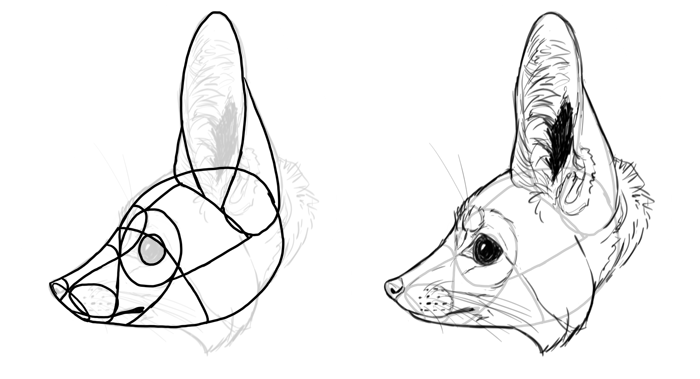 fox anatomy for artists