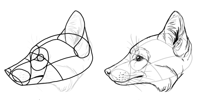 How to draw a fox. Смотреть фото How to draw a fox. Смотреть картинку How to draw a fox. Картинка про How to draw a fox. Фото How to draw a fox