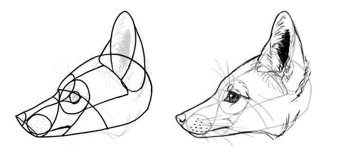 How to draw a fox. Смотреть фото How to draw a fox. Смотреть картинку How to draw a fox. Картинка про How to draw a fox. Фото How to draw a fox