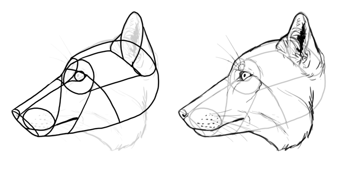 How to draw a fox. Смотреть фото How to draw a fox. Смотреть картинку How to draw a fox. Картинка про How to draw a fox. Фото How to draw a fox