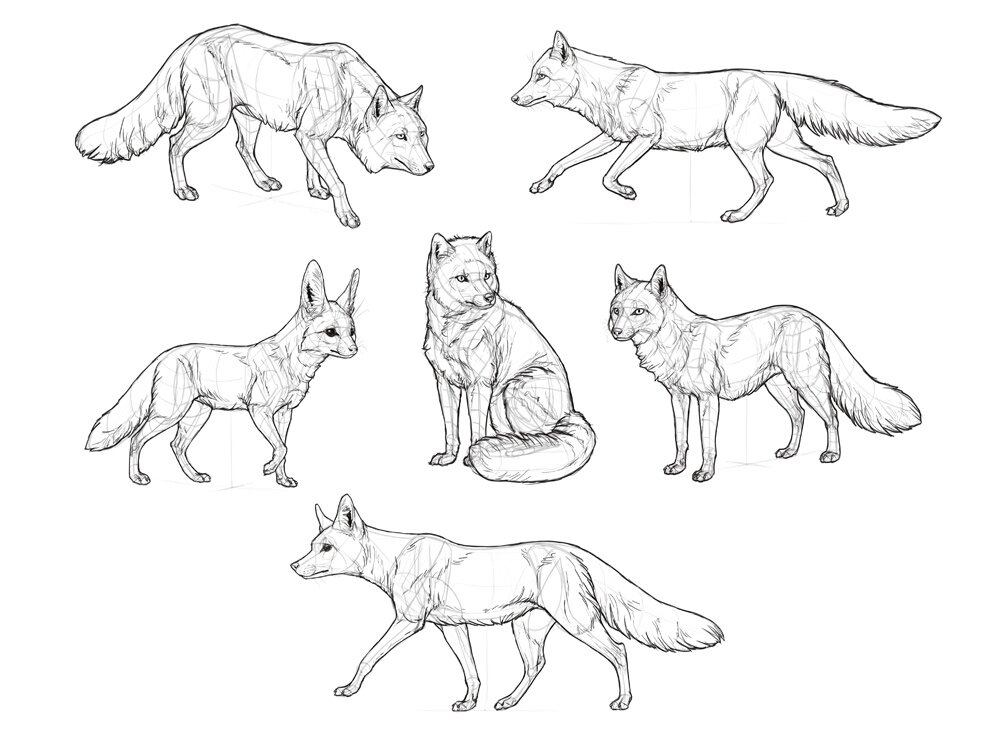 how-to-draw-foxes-steps-10