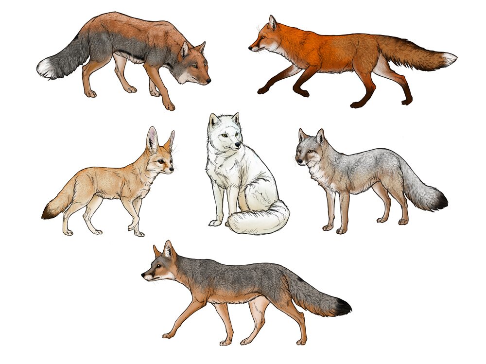 red fox  Fox artwork Art sketches Animal drawings