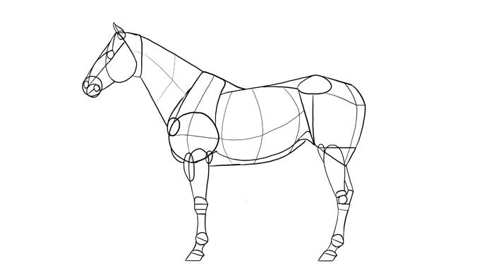 how-to-draw-horses-breeds-1-quarterhorse-1