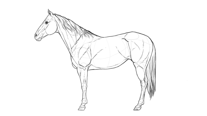 how-to-draw-horses-breeds-1-quarterhorse-2