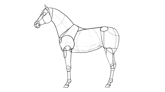 how-to-draw-horses-breeds-2-arabian-1