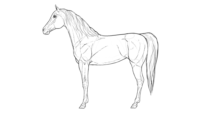 how-to-draw-horses-breeds-2-arabian-2