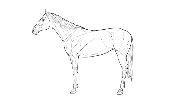 how-to-draw-horses-breeds-3-thoroughbred-2