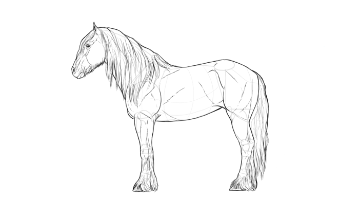 how-to-draw-horses-breeds-4-shire-2