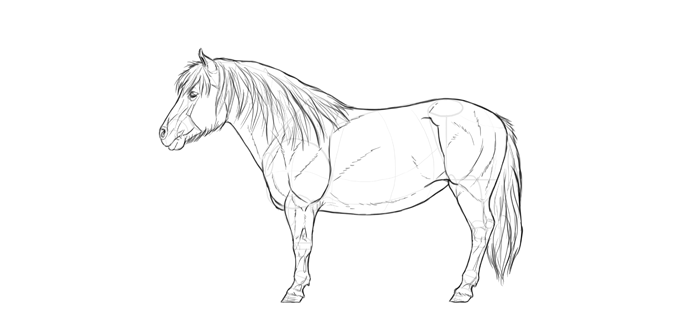 how-to-draw-horses-breeds-5-shetland-2