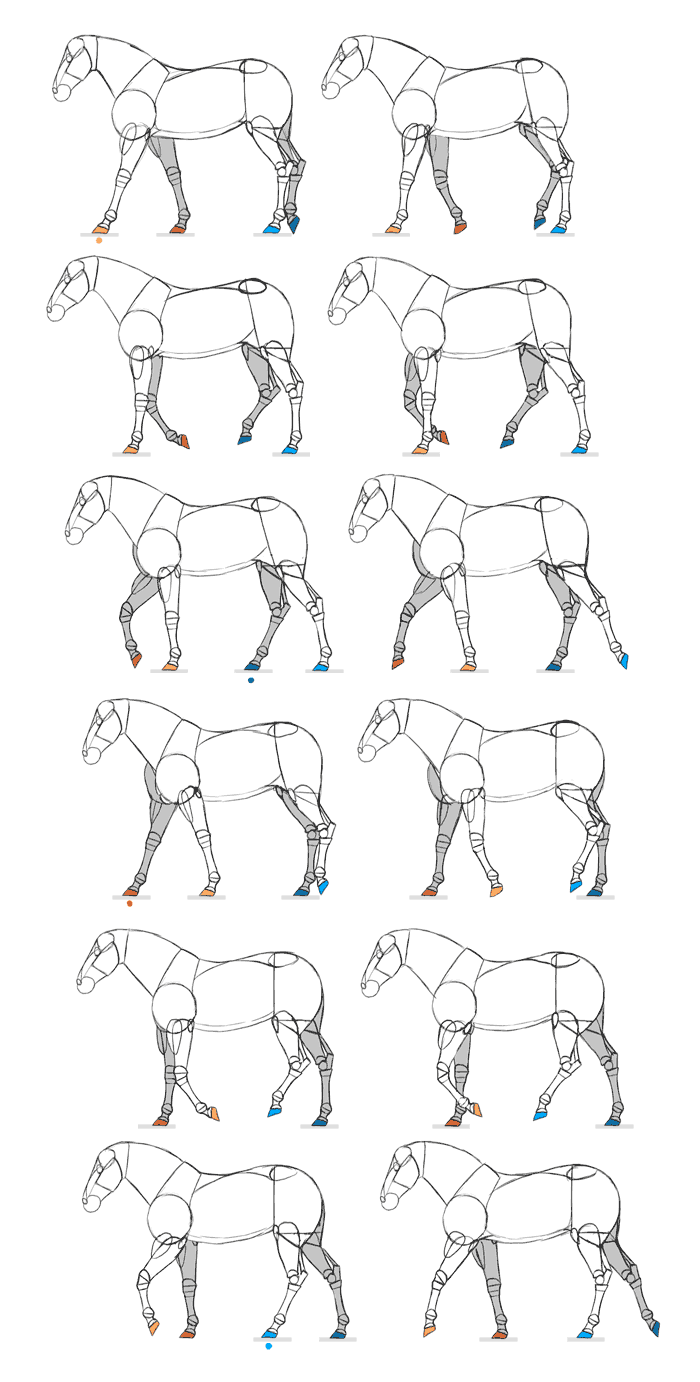 horse trot cycle