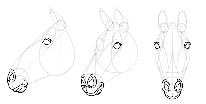 How to draw a Horse Head Front View 