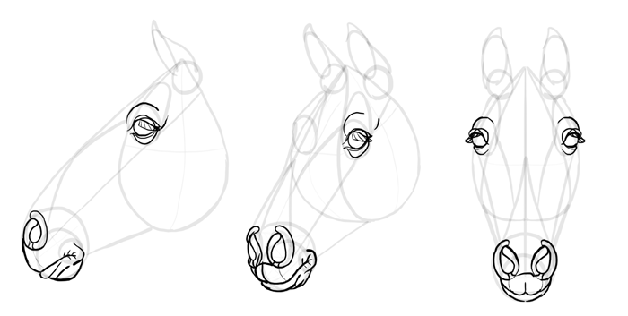 how-to-draw-horses-head-22