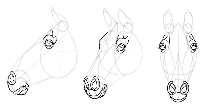 how-to-draw-horses-head-23