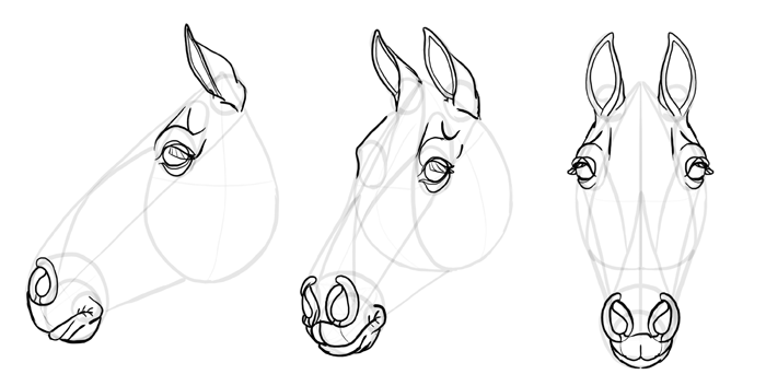 how-to-draw-horses-head-25