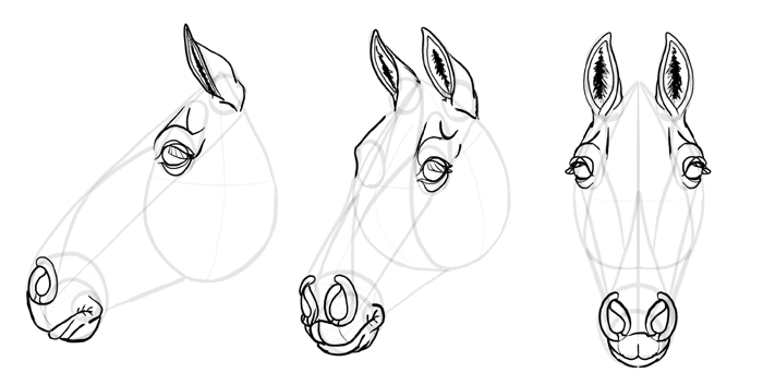 how-to-draw-horses-head-26