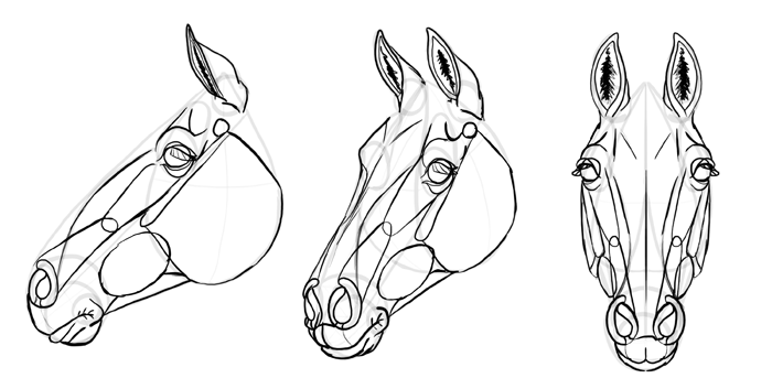 how-to-draw-horses-head-31