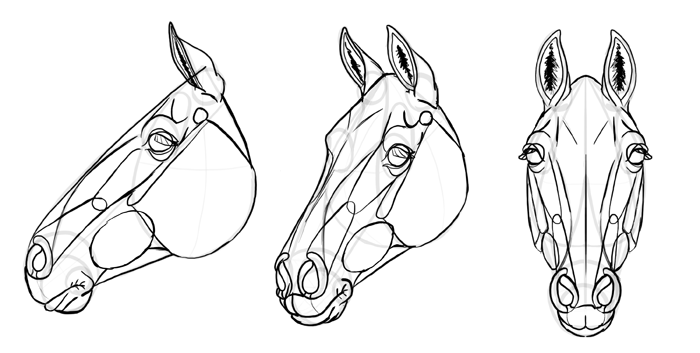 how-to-draw-horses-head-32