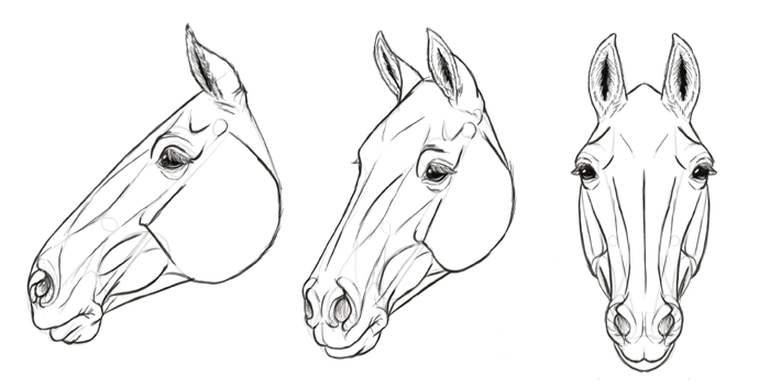 Sketchbook Original How To Draw Horses Monika Zagrobelna