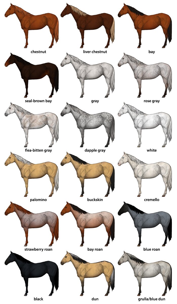 how-to-draw-horses-horse-coat-colors-chart
